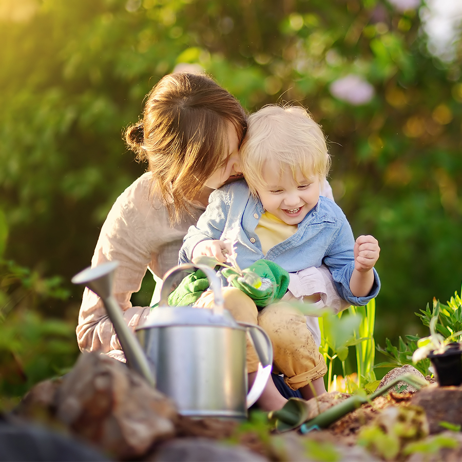 Planting and growing Citronella, the mosquito-repelling plant