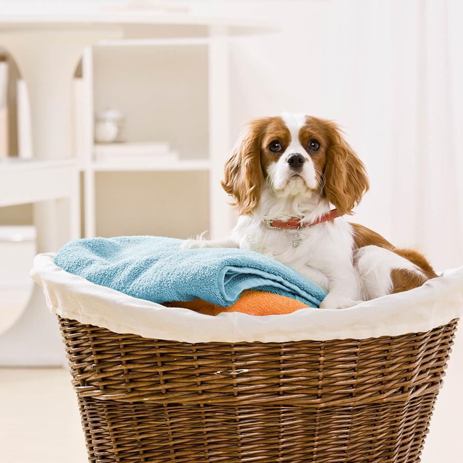 Comment enlever les poils d'animaux de votre linge