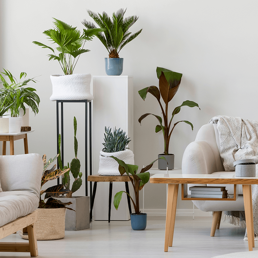 Decorar la casa con plantas: las más resistentes