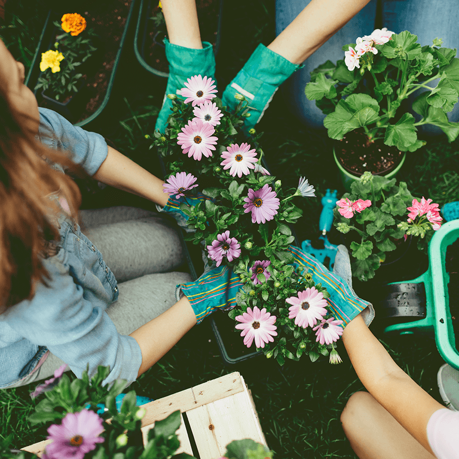 Spring flowers for the balcony and garden: what to buy