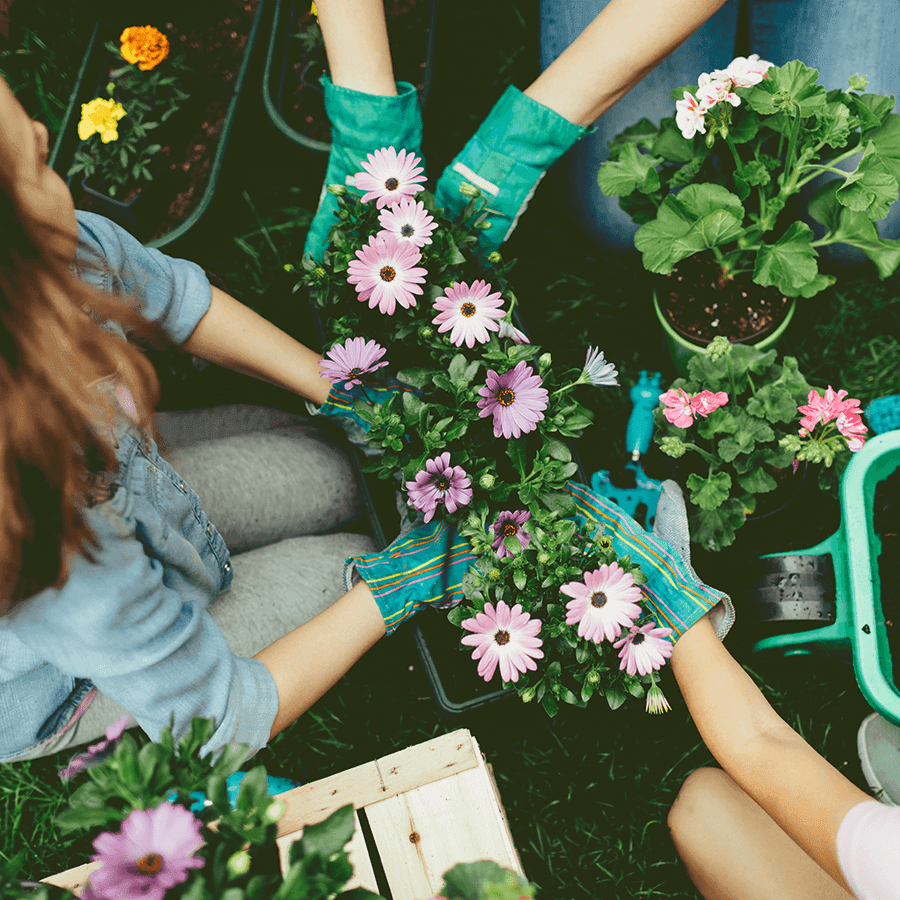 Spring flowers for the balcony and garden: what to buy